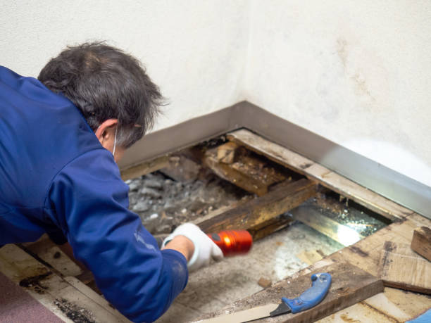 Best Attic Mold Removal  in Waikapu, HI